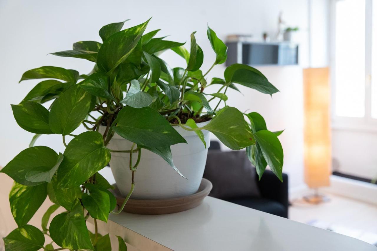 Duomo Flat Apartman Trento Kültér fotó